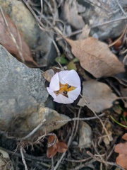 Colchicum triphyllum