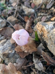 Colchicum triphyllum