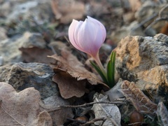 Colchicum triphyllum
