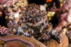 Cyclocoeloma tuberculatum