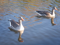 Anser anser