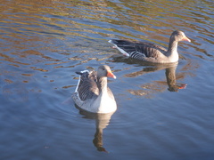 Anser anser