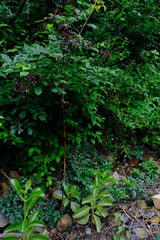 Kalanchoe sexangularis