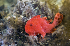 Abantennarius rosaceus