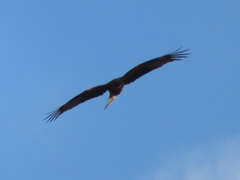 Milvus migrans lineatus