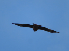 Milvus migrans lineatus