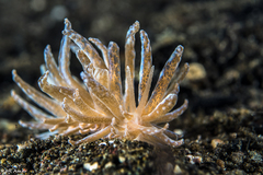 Phyllodesmium longicirrum