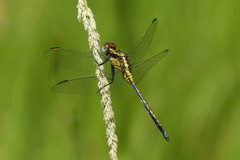 Orthetrum hintzi