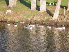 Branta canadensis