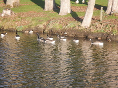Branta canadensis