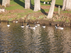 Branta canadensis