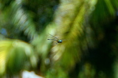 Hemicordulia africana