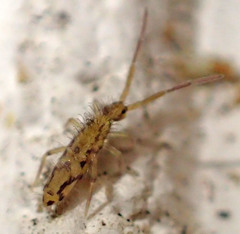 Entomobrya katzi