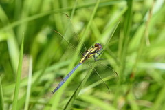 Orthetrum hintzi