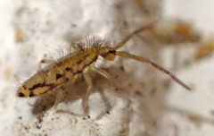 Entomobrya katzi