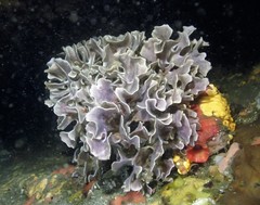 Steginoporella chartacea