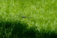 Hemicordulia africana