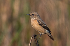 Saxicola maurus