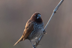 Lonchura punctulata