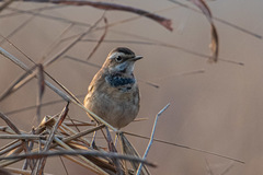 Luscinia svecica