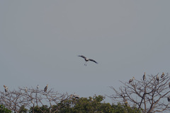 Mycteria leucocephala