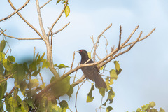 Eudynamys scolopaceus