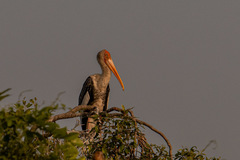 Mycteria leucocephala