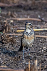 Luscinia svecica