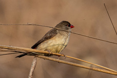 Amandava amandava