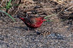 Amandava amandava