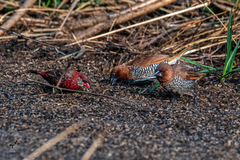 Amandava amandava