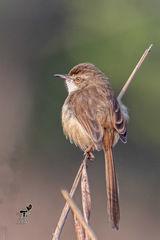 Prinia inornata