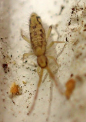 Entomobrya katzi