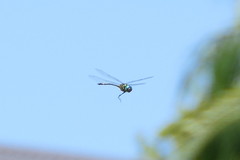 Hemicordulia africana