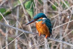 Alcedo atthis