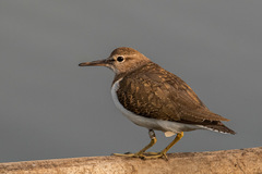 Actitis hypoleucos
