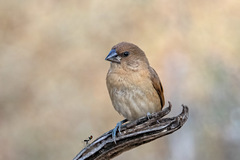 Lonchura punctulata