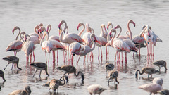 Phoenicopterus roseus
