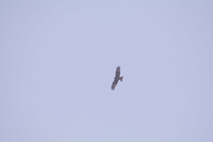 Milvus migrans