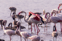 Phoenicopterus roseus