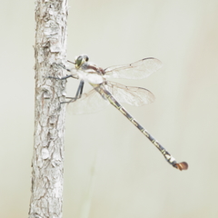 Petalura litorea
