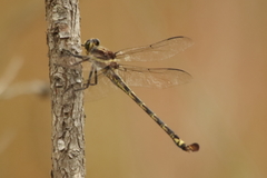 Petalura litorea
