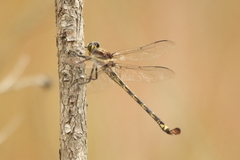 Petalura litorea
