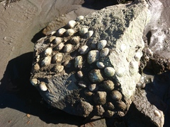 Crepipatella dilatata