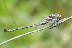 Petalura litorea