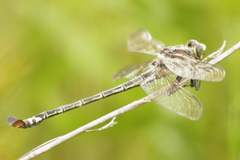 Petalura litorea