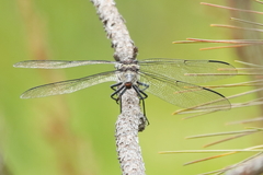 Petalura litorea