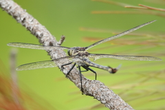 Petalura litorea
