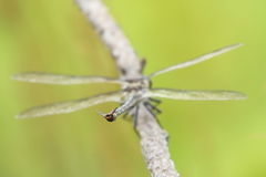 Petalura litorea