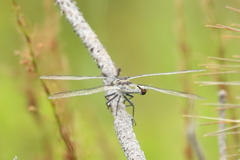 Petalura litorea